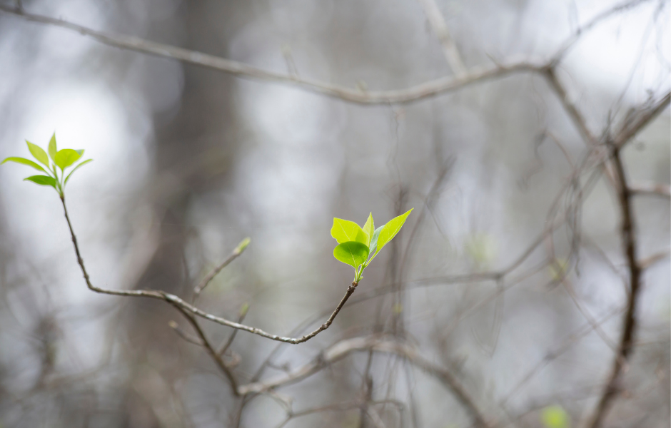 Renewing the Church: Discipleship & Formation in a liminal time